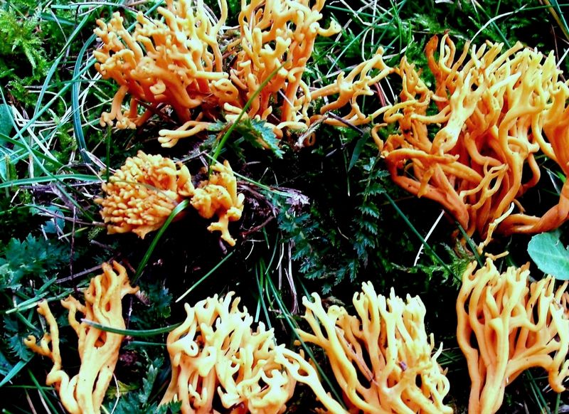 clavulina....?